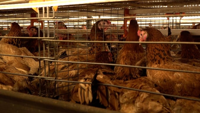 Poultry flu causes huge economic losses to the poultry industry, can be contagious and cause death. Photo: Hong Tham.
