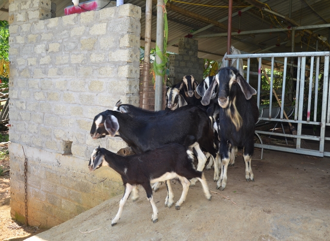 Nghề nuôi dê giúp cho nhiều nông dân có của ăn của để. Ảnh: NNVN.