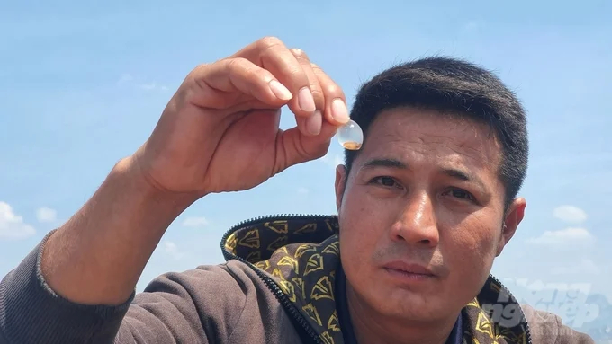 Nguyen Ba Ngoc inspects squid eggs on the brink of hatching in the offshore cage area.