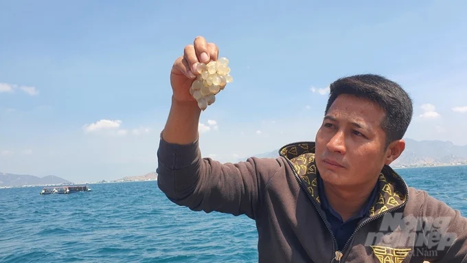 According to Ngoc, marine farming in deep waters, far from the shore, yields livestock of significantly higher quality than coastal farming. Photo: Kien Trung.