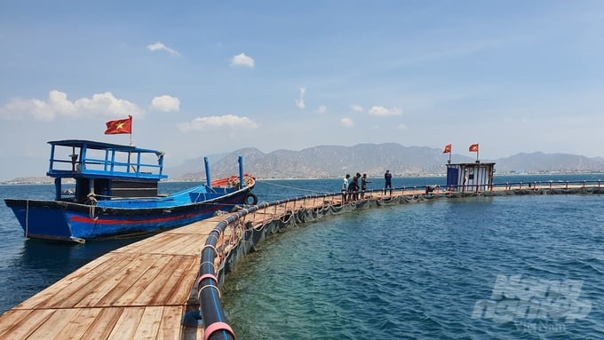 This endeavor sets a precedent for Ngoc's vision of establishing offshore marine farming industrial parks. Photo: Hoang Anh.