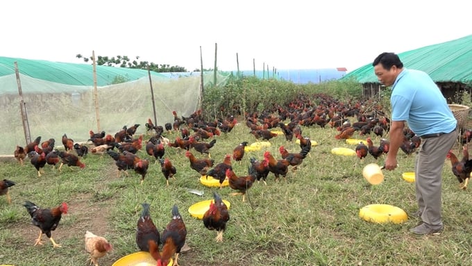 In the first 3 months of 2024, the country had 6 outbreaks of avian influenza A/H5N1 occurring in 6 provinces and cities across the country. Photo: Hong Tham.