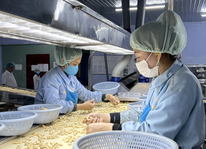 Processing cashews for export at a factory of Long Son Joint Stock Company. Photo: Thanh Son.