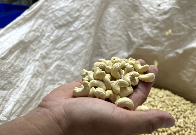 Vietnam's exported cashews, which are not roasted or fried, are used directly by many European consumers. Photo: Thanh Son.