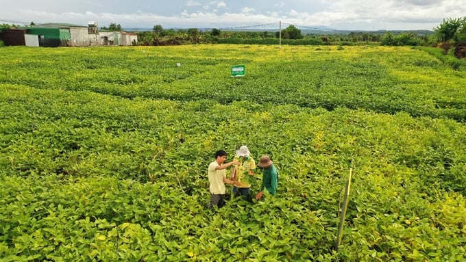 Cánh đồng trồng đậu nành tại Cư Jut, Tây Nguyên.