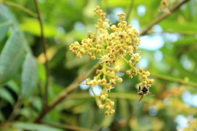 Năm nay, nhiều vùng trồng nhãn tại Hải Dương và Hưng Yên chỉ đạt tỷ lệ ra hoa 60 - 70% do thời tiết bất thuận, ảnh hưởng đến nguồn thức ăn của đàn ong nuôi.