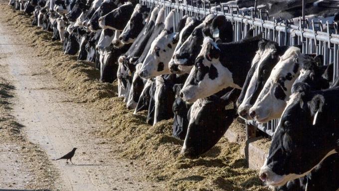 Một trang trại nuôi bò sữa tại Vado, New Mexico, Mỹ, hồi năm 2017. Ảnh: AP.