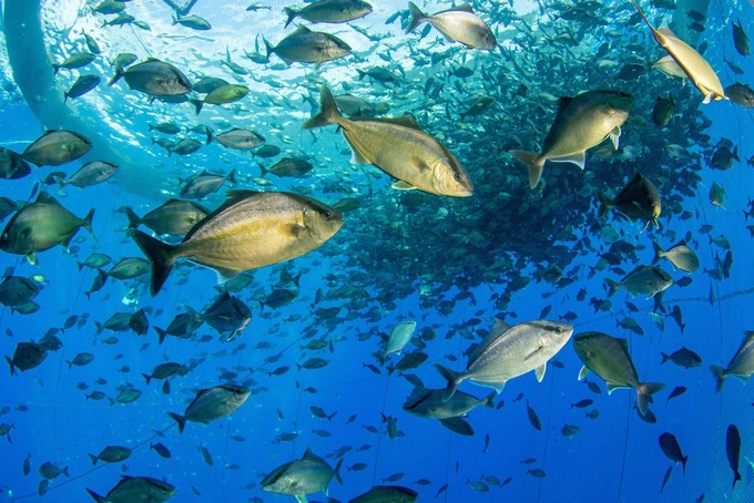 Khai thác tài nguyên biển cần dựa trên nguyên tắc toàn cầu về nuôi biển bền vững.