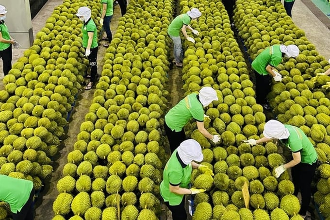 Vietnam's fruit and vegetable export turnover reached 1.23 billion USD in the first three months of 2024, marking an increase of 25.8% compared to the same period in 2023. Photo: TL.