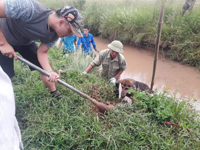 Diện tích ruộng bỏ hoang ngày càng tăng, bờ bụi rậm rạp là những yếu tổ thuận lợi để chuột có thêm chỗ trú ngụ và sinh sản. Ảnh: Đinh Mười.