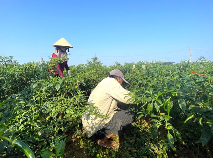 Vụ đông xuân năm nay, toàn tỉnh Quảng Ngãi xuống giống hơn 1.000ha ớt. nong duoc viet nam
