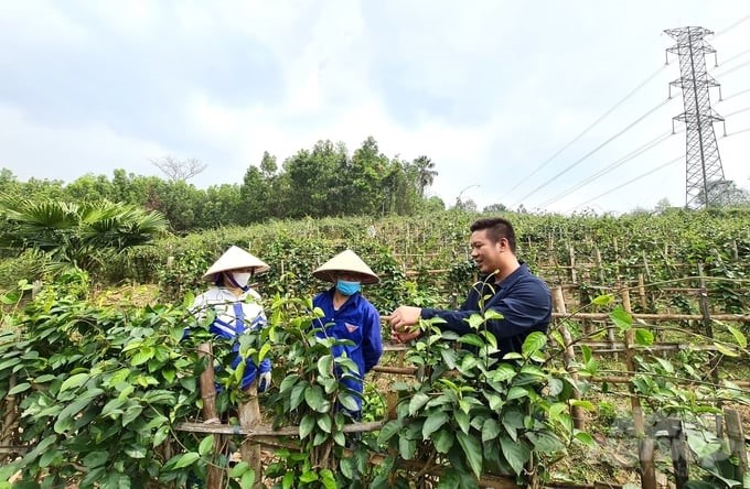 Mr. Hoang Khac Can (far right), Director of DK Natural Products Joint Stock Company (Yen Ninh commune, Phu Luong district, Thai Nguyen), instructs people on techniques for caring for and harvesting Gymnema sylvestre plants. Photo: Dao Thanh.