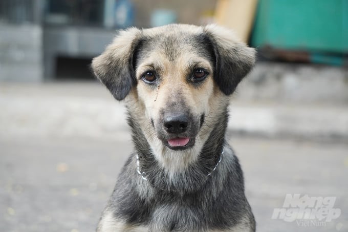 Raising dogs and cats, if not managed, can lead to the risk of spreading a number of diseases from animals to humans, including rabies. Photo: Nguyen Thuy.