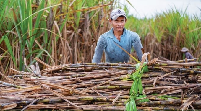 According to Dr. Cao Anh Duong, sugarcane still has good competitiveness compared to some staple crops. Photo: TS.