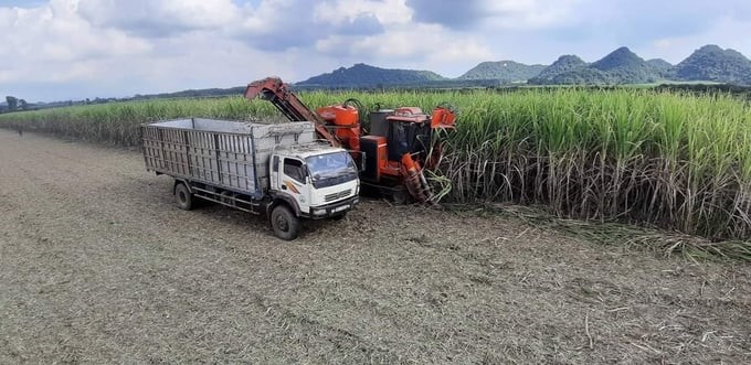 Dr. Cao Anh Duong said that in the sugarcane production linkage, businesses are always in the upper hand. Photo: TS.