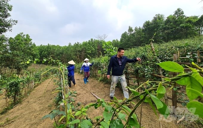 The Gymnema sylvestre raw material area meets the organic standards of DK Natural Products Joint Stock Company in Yen Ninh commune, Phu Luong district, Thai Nguyen. Photo: Dao Thanh.