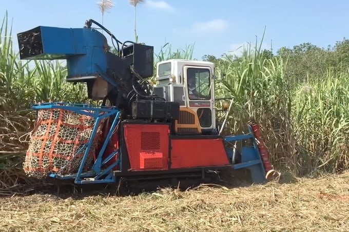 The sugarcane industry has mechanized many stages of production. Photo: Thanh Son.