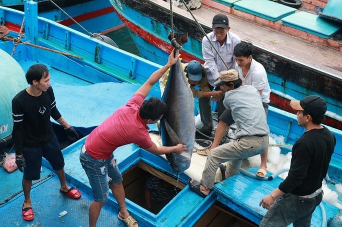 Khanh Hoa fishermen exploit ocean tuna. Photo: KS.