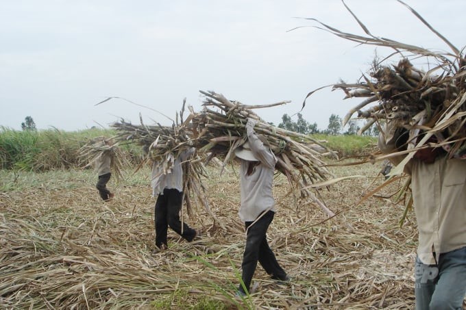 Farmers must have a voice in forming sugarcane purchasing prices through price negotiations between farmers and factories. Photo: TS.