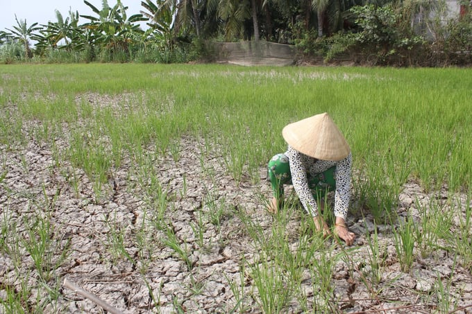 According to the Ministry of Agriculture and Rural Development, over 20,000 hectares of rice production areas are currently vulnerable to drought and saltwater intrusion. Photo: MH.
