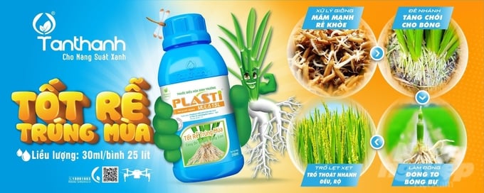 Plastimula 1SL giúp bộ rễ lúa phát triển mạnh mẽ. Ảnh: Thanh Tuyền.