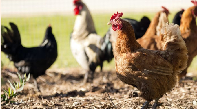 The EU is set to levy tariffs on poultry, as well as eggs, sugar, oats and other foodstuffs, if quantities exceed the annual mean average imported between July 2021 and December 2023.