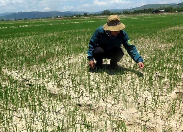 Approximately 2,400 hectares of rice and fruit trees (accounting for less than 1% of the total production area) in Quang Nam and Binh Thuan provinces are affected by drought and water shortages. Photo: MH.