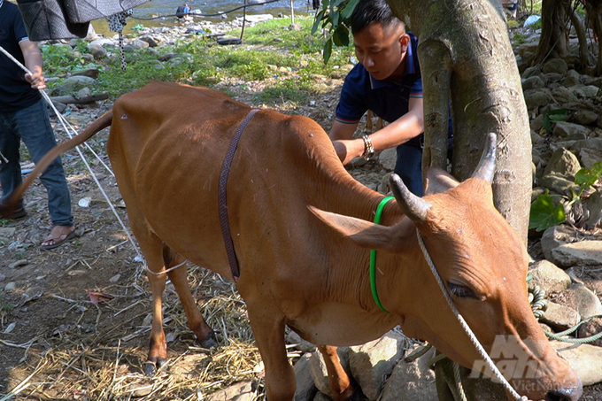 Theo người dân thôn Cu Dông, bò dự án Công ty Tân Thành cấp không đảm bảo để trở thành đàn bò giống chất lượng. Ảnh: Võ Dũng.