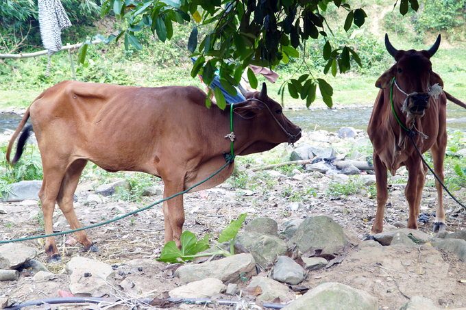 Đàn bò dự án được cấp cho người dân 2 xã Hướng Lộc và Húc khi hồ sơ kiểm dịch không đảm bảo tính pháp lý và công tác kiểm tra, giám sát có nhiều điểm đáng nghi vấn Ảnh: Võ Dũng.