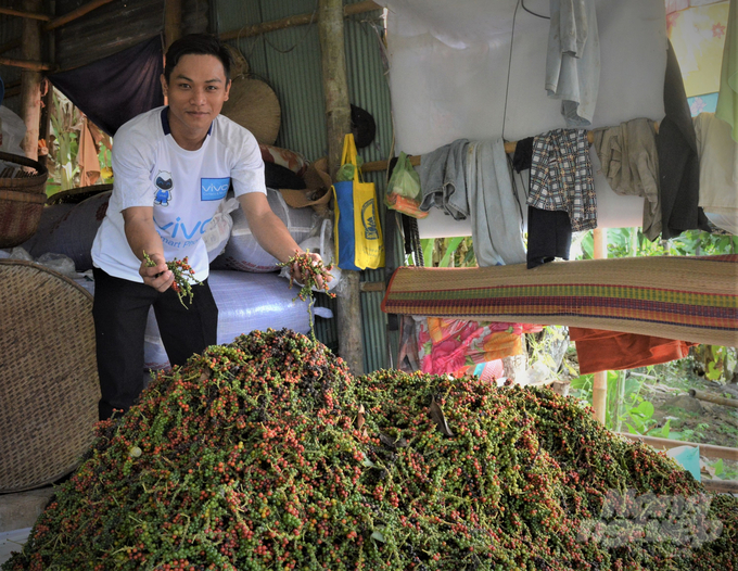 Mặc dù giá hồ tiêu đang tăng trở lại nhưng nhiều hộ dân trồng tiêu ở Kiên Giang vẫn kém vui do cây tiêu năm nay thất mùa, năng suất thu hoạch đạt thấp. Ảnh: Trung Chánh.