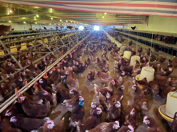 Trại gà của Công ty Cổ phần Ba Huân được nuôi theo mô hình phúc lợi động vật. Ảnh: Nguyễn Thủy.