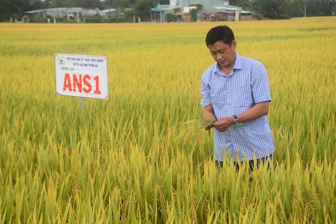 ANS1, 1 trong những giống lúa chất lượng do ASISOV chọn tạo được nông dân tin dùng. Ảnh: V.Đ.T.