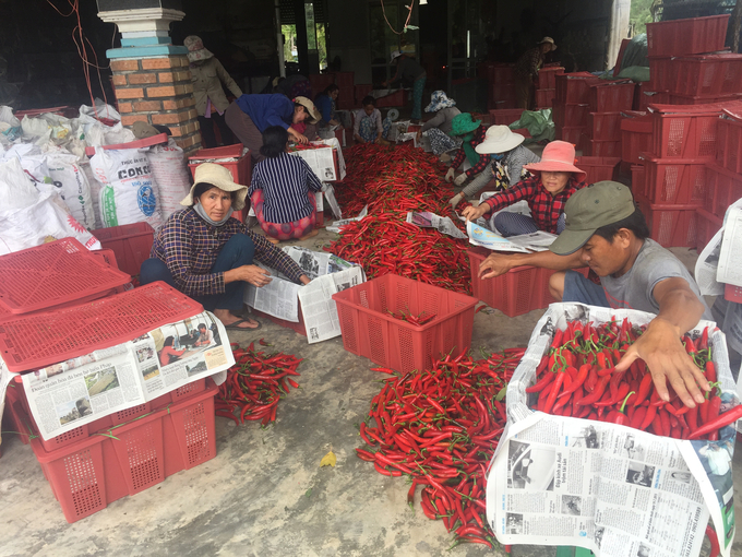 Các đại lý mua gom ớt để cung cấp cho Công ty Trần Gia. nong duoc viet nam