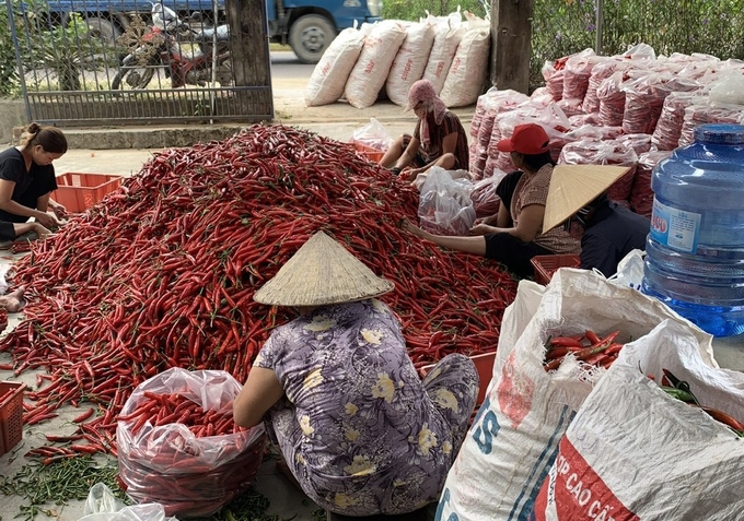 Hiện nay, mỗi ngày Công ty Trần Gia thu mua khoảng 100 tấn ớt. Ảnh: V.Đ.T.