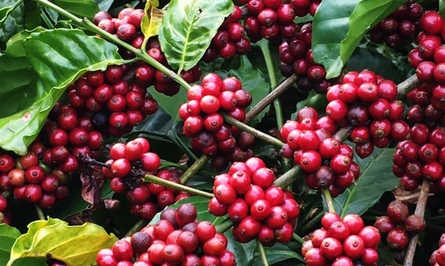 Many experts look positively at the coffee export target of 5 billion USD in 2024.