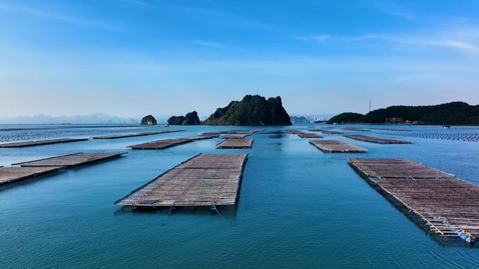 Quang Ninh possesses abundant potential and advantages for the development of mariculture. Photo by Duy Hoc.