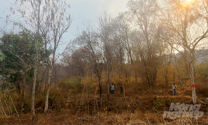 Tại những cánh rừng thuộc khu vực núi Phú Cường, núi Cấm, núi Ông Két, núi Dài… nhiều tán rừng đã bị khô héo, lá đã khô chuyển sang màu vàng đậm. Ảnh: Lê Hoàng Vũ.