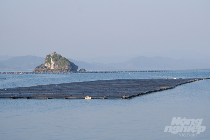 Nuôi hàu thả dây trên lồng bè ở Vân Đồn - Quảng Ninh. Ảnh: Kiên Trung.