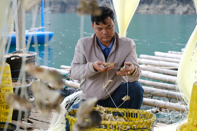 Nuôi biển đang được Quảng Ninh kỳ vọng là một ngành hàng mang lại hiệu quả kinh tế bền vững, lâu dài, đa giá trị. Ảnh: Kiên Trung.