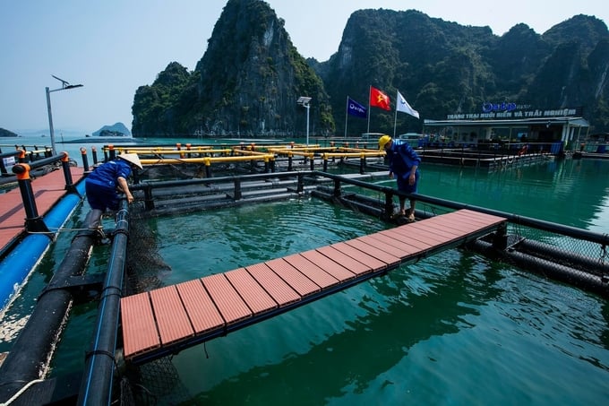 Mariculture model using HDPE materials in Van Don district, Quang Ninh province. Photo: Nguyen Thanh.