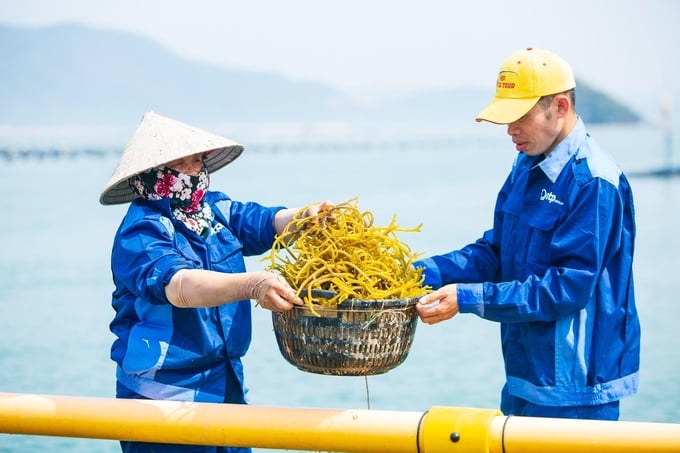 Elkhorn sea moss farming is an emerging mariculture activity in the coastal areas of Quang Ninh. Photo: Nguyen Thanh.