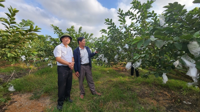 Ông Nguyễn Văn Hưng, Phó Chủ tịch UBND xã An Hòa (trái) cùng Giám đốc HTX nông nghiệp Hà Nhuận chia sẻ về hiệu quả kinh tế từ cây ổi. Ảnh: Đinh Mười.