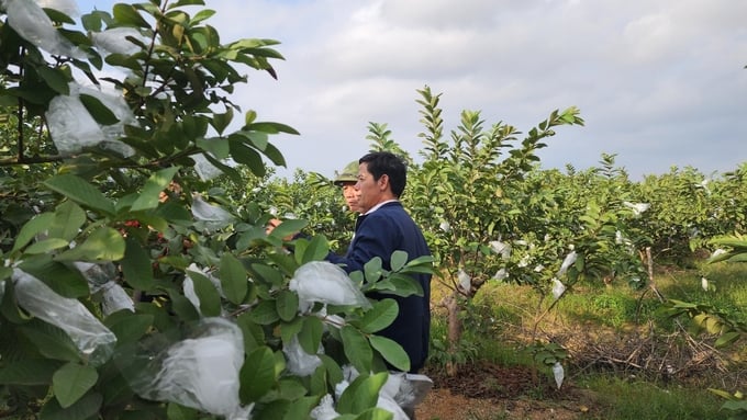 Hiện nay, người trồng ổi ở xã An Hòa đã chú trọng áp dụng biện pháp canh tác theo hướng hữu cơ, bảo vệ môi trường sinh thái đồng ruộng. Ảnh: Đinh Mười.