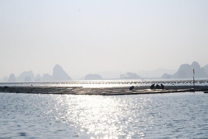 A new day in the mariculture area in Quang Ninh province. Photo: Hoang Anh.