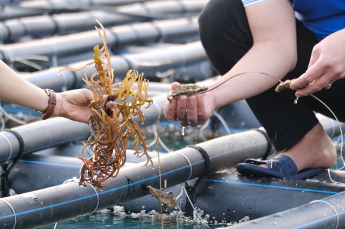 The integrated pacific oyster and elkhorn sea moss farming model in Van Don yields significant economic value. Photo: Hoang Anh.