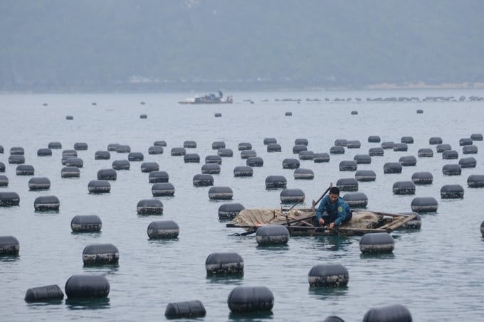 With a total area of 13,421 hectares, Quang Ninh province has remarkable potential and opportunities for the development of the mariculture industry. Photo: Hoang Anh.