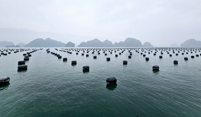 Quang Ninh aspires to become a center for mariculture. Photo: Hoang Anh.