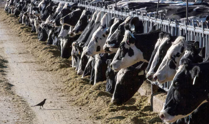 Initial testing has not identified changes to the avian flu virus that would make it more transmissible to humans, according to federal officials. Photo: Rodrigo Abd/AP