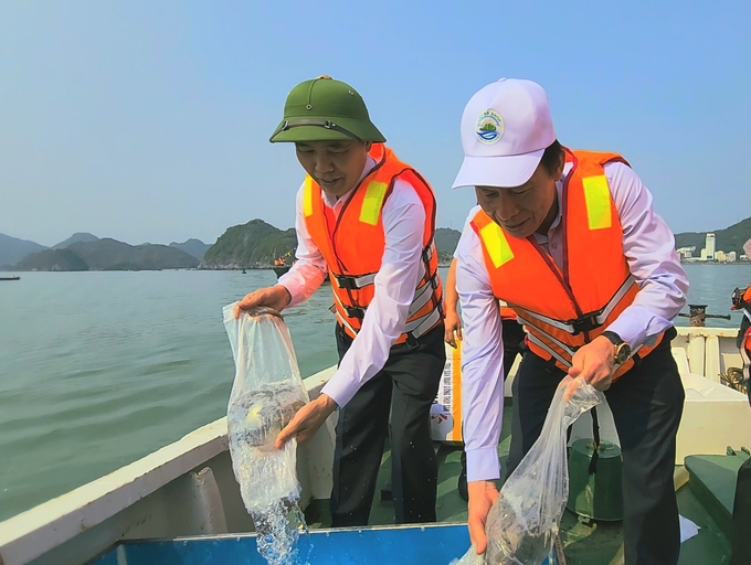 over 1 million aquatic fries including grouper, sea bass, giant tiger prawn, greasyback shrimp were released to Cat Ba sea by Deputy Minister Phung Duc Tien and other delegates. Photo: Dinh Muoi.