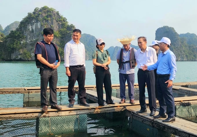 On the same afternoon, Deputy Minister Phung Duc Tien inspected the field area for researching and conserving rare aquatic species breeds at the Research Institute for Aquaculture I in Cat Ba. Photo: Dinh Muoi.